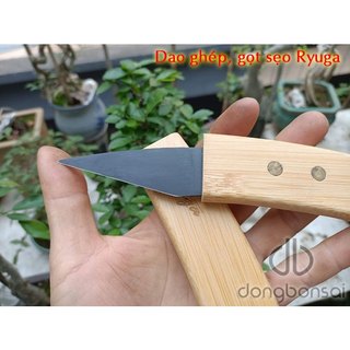 Dao ghép, gọt sẹo Ryuga
