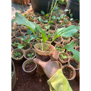 Combo 2 Cây mã đề,có bầu đất chậu ổn định