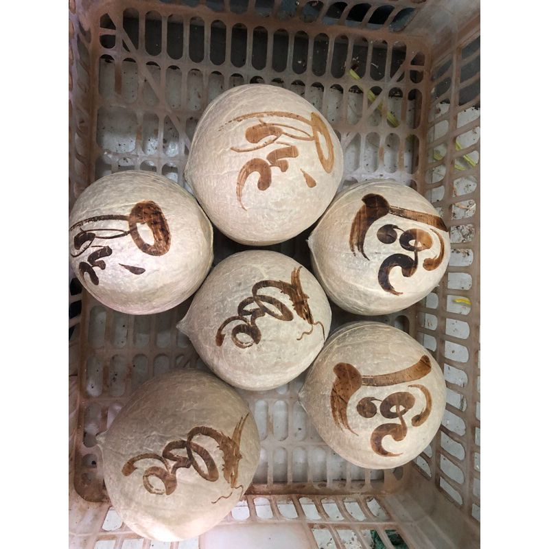 3 trái dừa phúc - Lộc - thọ