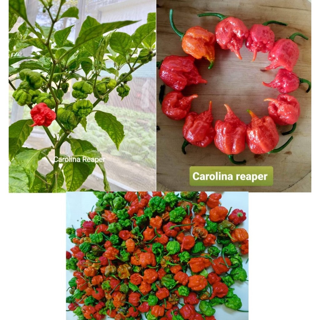 Hạt Giống Ớt Carolina Reaper Cay Nhất Thế Giới
