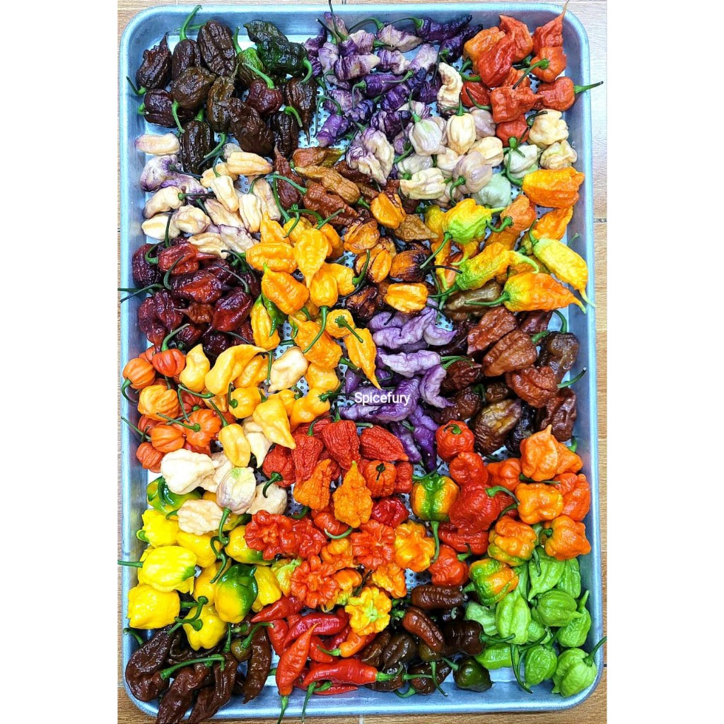 Hạt Giống Ớt Ngoại Các Loại