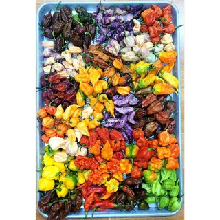 Hạt giống ớt ngoại các loại
