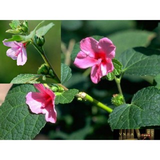 Cây ké hoa đào (dược liệu) làm giống .