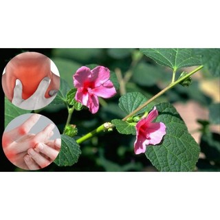 Cây ké hoa đào (dược liệu) làm giống .