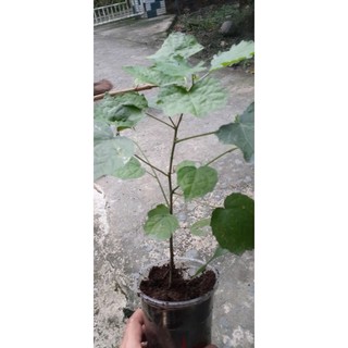Cây ké hoa đào làm giống .