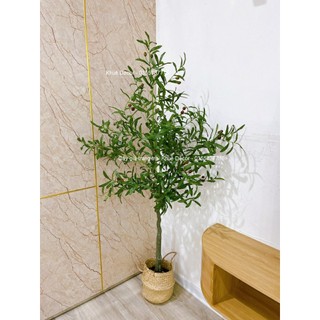 Cây ô liu giả cao 1m6 kèm chậu cói
