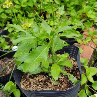 Cây cải trời làm giống .