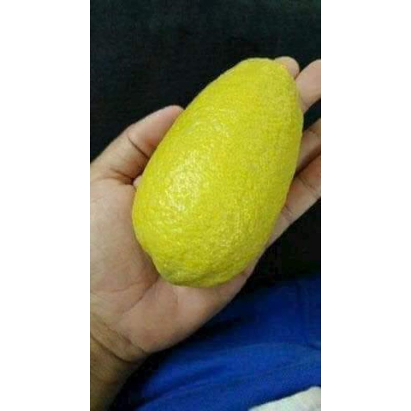 cây giống chanh mỹ vàng