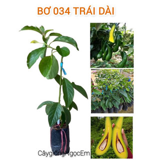 Cây giống bơ 034, cây giống khỏe dễ trồng và nhanh quả