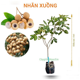 Cây Nhãn Xuồng Da vàng Cơm dày, trồng 7 tháng có trái