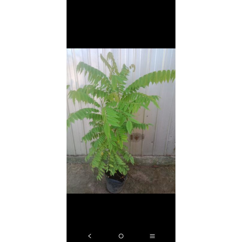 cây giống khế tàu