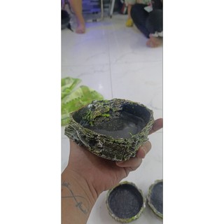 chén ăn , chén nước cho Ốc mượn hồn , bò sát