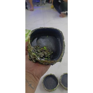 chén ăn , chén nước cho Ốc mượn hồn , bò sát