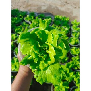 Cây Cải Xà Lách Cuộn