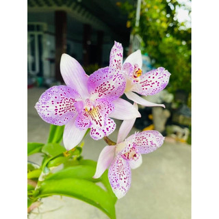 Cây giống hoa lan denro các loại