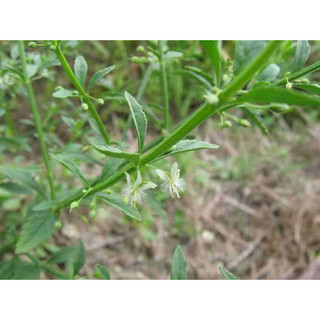 cây giống cam thảo đất(dược liệu).