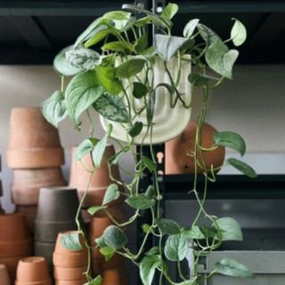 Chậu gốm sứ treo sang trọng - chậu xuất khẩu trồng cây, trang trí nhà, sân vườn
