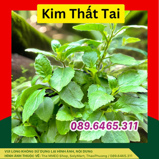 Cây Kim Thất Tai, Cây Rau Bớp, Cây giống rau bầu đất, nấu canh, lẩu, Tốt cho hô hấp và Tiểu đường, Cây lá Đắng