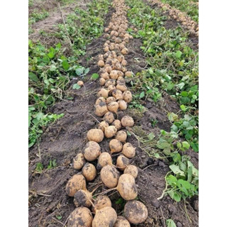 Gói 100 hạt giống củ đậu ngắn ngày