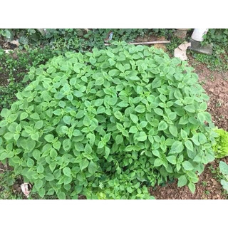 Hạt giống rau kinh giới 200 hạt