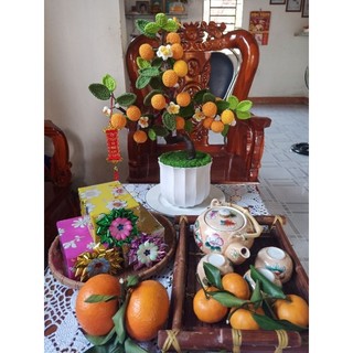 Chậu cây quất