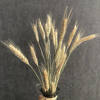 Lúa Mạch Khô - Dried Wheat Decor Phong Cách Bắc Âu Cổ Điển, Trang Trí Nhà Cửa