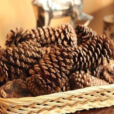 Quả thông khô, size 2cm~8cm, làm trang trí nhà cửa, handmade, noel