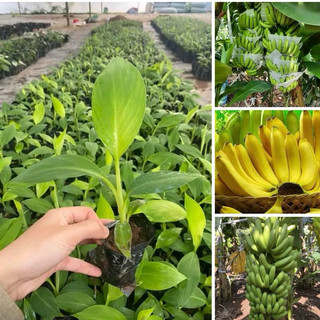 Combo 10 cây giống chuối tiêu cấy mô chuẩn giống f1