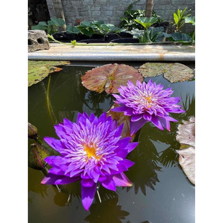 Hoa Súng Purdaisy( cây to có nụ hoa)