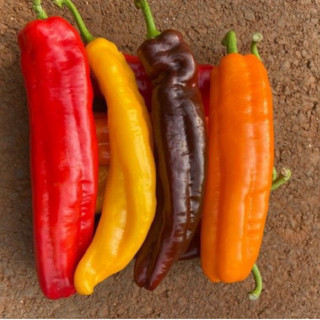 Hạt Giống Ớt Sừng Ngọt Trái Cây Palermo Mix màu - Gói 10-15 Hạt- Tỷ lệ nảy mầm 95%