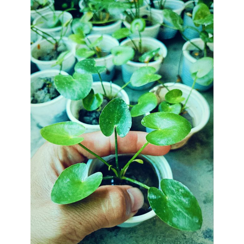 Cây thủy nữ thủy sinh (cây giống)