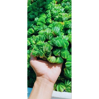 Bèo tai chuột thái thủy sinh