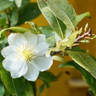 Cây giống bạch mai