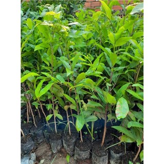 CÂY GIỐNG BẠCH MAI(CÂY GIỐNG NAM TÂY NGUYÊN)