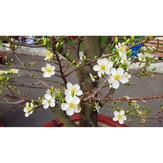 CÂY GIỐNG BẠCH MAI(CÂY GIỐNG NAM TÂY NGUYÊN)