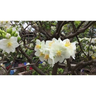 CÂY GIỐNG BẠCH MAI(CÂY GIỐNG NAM TÂY NGUYÊN)