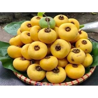 Cây thị giống cây nhỡ cao 1m trở lên lên