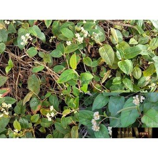 Cây thồm lồm (dược liệu).