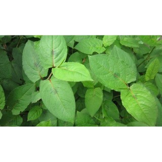 Cây thồm lồm (dược liệu) làm giống.