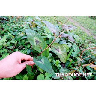 Cây thồm lồm làm giống.