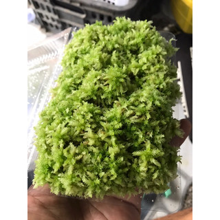 Dớn tươi hộp 10x15cm  ( Sphagnum Junghunianum)