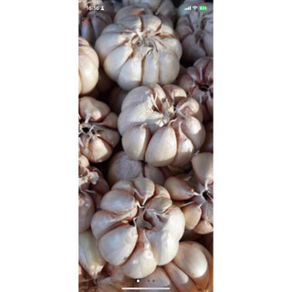 Combo sỉ 10kg tỏi củ nhánh to