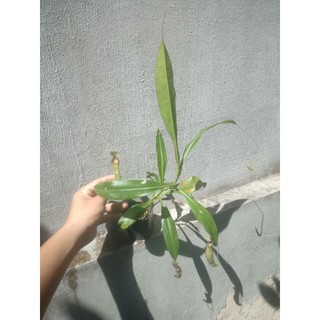 cây nắp ấm to