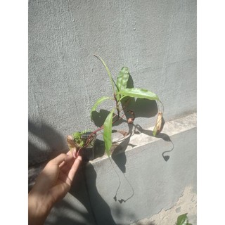 cây nắp ấm to