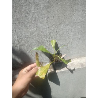 cây nắp ấm to