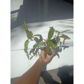 cây nắp ấm to