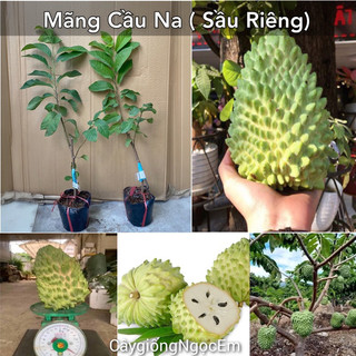 Mãng cầu sầu riêng, na thái chuẩn giống F1