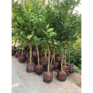 Cây Bưởi Choai ảnh thật