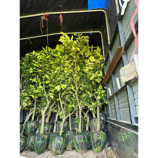 Cây Bưởi Choai ( cây giống ) ảnh thật ( bưởi diễn , tiến vua , da xanh)