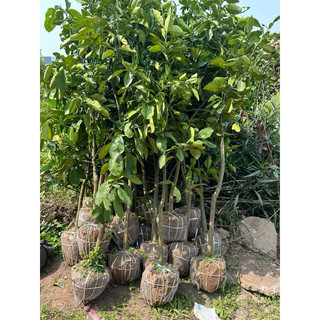 Cây Bưởi Choai ( cây giống ) ảnh thật ( bưởi diễn , tiến vua , da xanh)